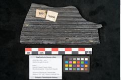 Foto (Objekt + Etikett) von Sigillaria elongata Brongniart (NHMW-GEO-2024-0188-11060)